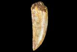 Raptor Tooth - Real Dinosaur Tooth #102408-1